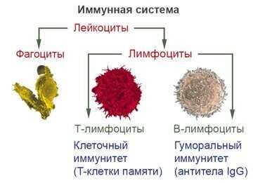 Основные