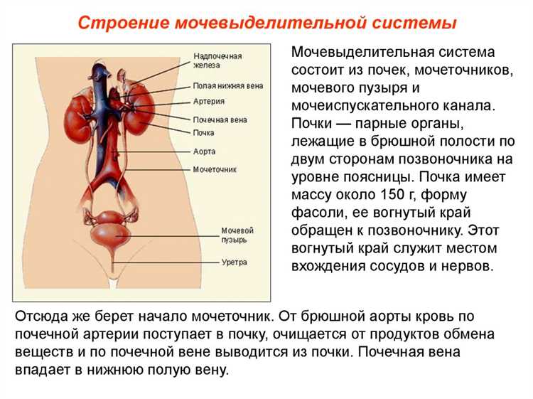 Возможные