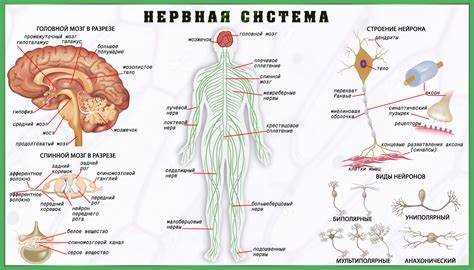 Кровоснабжение