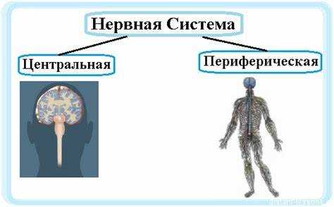 Спинальные